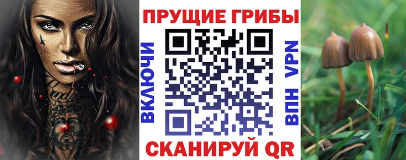 Псилоцибиновые грибы Psilocybe  Глазов 