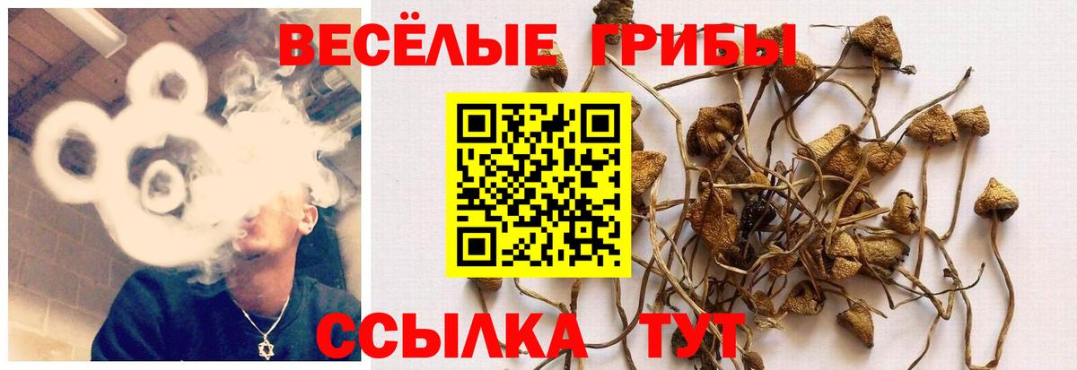 Галлюциногенные грибы Psilocybe  Вход с VPN  Глазов  Псилоцибиновые грибы ЛСД 